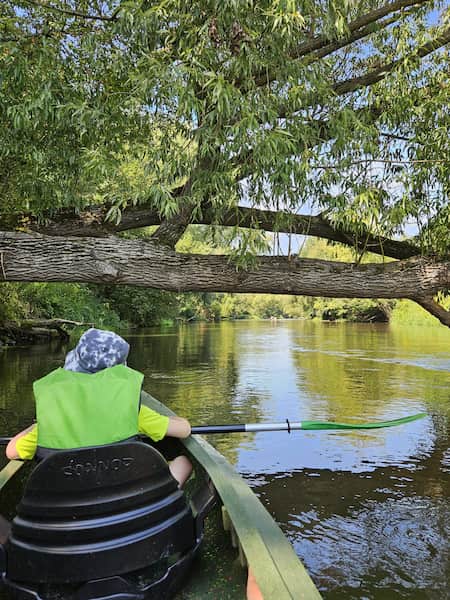Kajak z kajakarzem przepływający pod drzewem opdającym na rzekę
